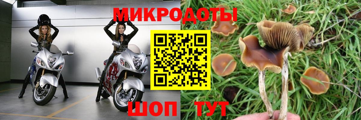 Псилоцибиновые грибы Psilocybe Ржев